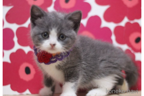 成約済の東京都のスコティッシュフォールド-70785の1枚目